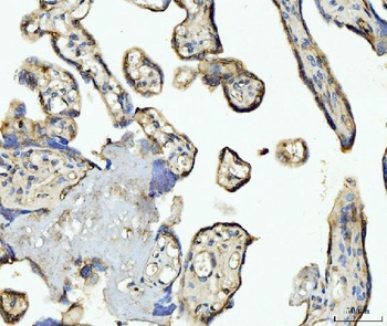 CD93 Antibody