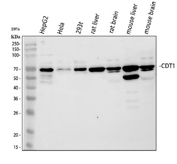 CDT1/DUP Antibody