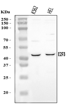 Anti-E2F3 Antibody
