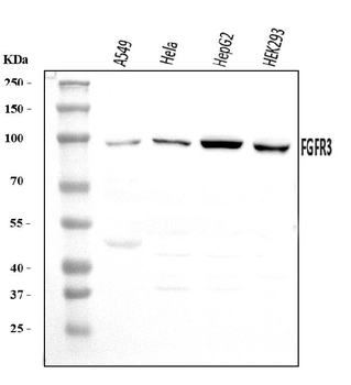 Anti-FGFR3 Antibody