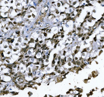 Anti-GATA1 Antibody