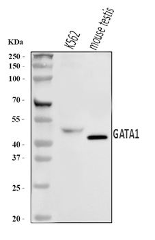 Anti-GATA1 Antibody