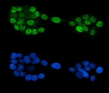 Anti-GATA6 Antibody