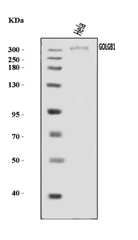 Anti-Giantin/GOLGB1 Antibody