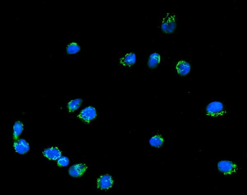 Anti-Giantin/GOLGB1 Antibody