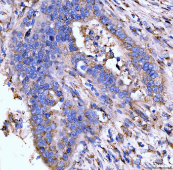 Anti-Giantin/GOLGB1 Antibody