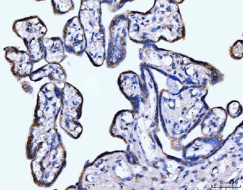 Giantin/GOLGB1 Antibody