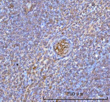 Anti-Hemoglobin/HBA1/HBA2 Antibody