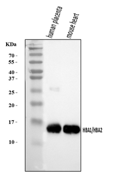 Anti-Hemoglobin/HBA1/HBA2 Antibody