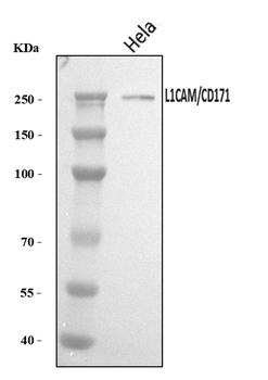 L1CAM Antibody
