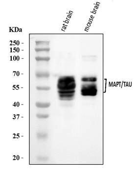Anti-Tau/MAPT Antibody