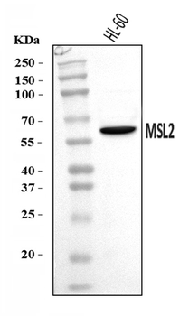 Anti-MSL2 Antibody