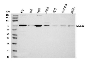 MUS81 Rabbit Polyclonal Antibody