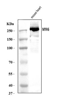 Anti-MYH6 Antibody