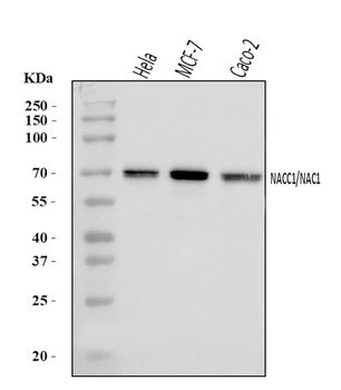 Anti-Nac1/NACC1 Antibody