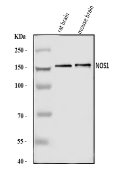 Anti-nNOS (neuronal)/NOS1 Antibody