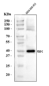 Anti-PDGFC Antibody