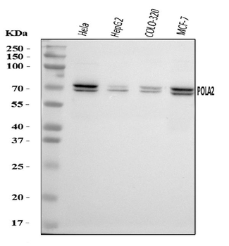 Anti-POLA2 Antibody