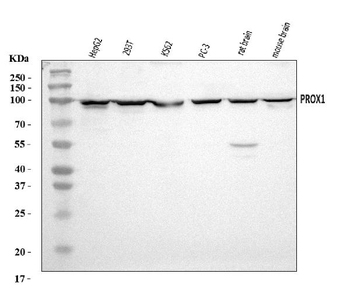 PROX1 Antibody