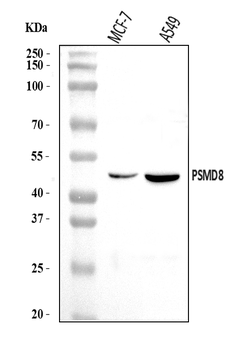 Anti-PSMD8 Antibody