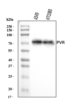 Anti-Poliovirus Receptor/PVR Antibody