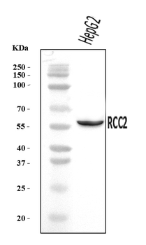 Anti-RCC2 Antibody