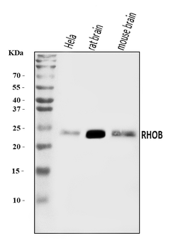 RHOB Antibody