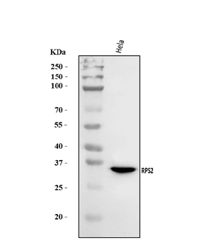 Anti-RPS2 Antibody