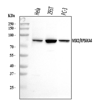 Anti-MSK2/RSK-B/RPS6KA4 Antibody