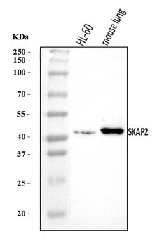 Anti-SKAP2 Antibody