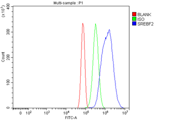 Anti-SREBP2/SREBF2 Antibody