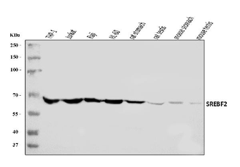 Anti-SREBP2/SREBF2 Antibody