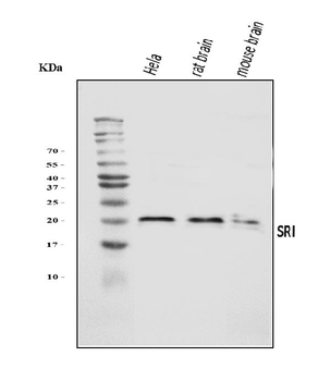 Anti-SRI Antibody