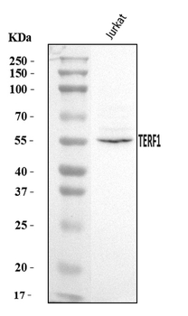 Anti-TRF1/TERF1 Antibody