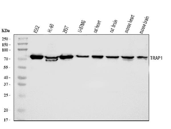 Anti-TRAP1 Antibody