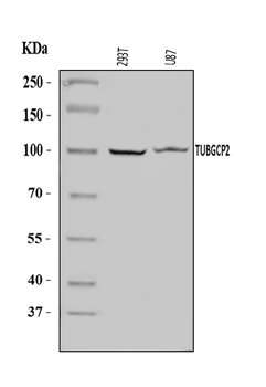Anti-TUBGCP2 Antibody