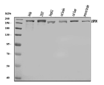 Anti-USP9X Antibody
