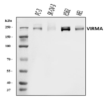 Anti-KIAA1429/VIRMA Antibody