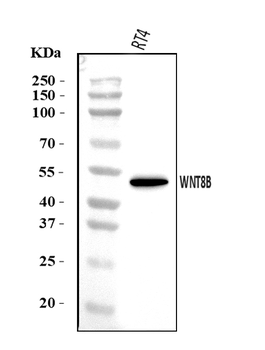 Anti-WNT8B Antibody