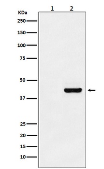 Myc-Tag Mouse Monoclonal Antibody
