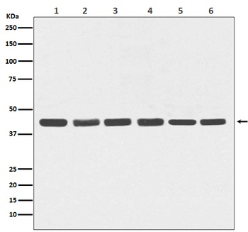 beta Actin Mouse Monoclonal Antibody