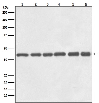 beta Actin Mouse Monoclonal Antibody(HRP Conjugated)