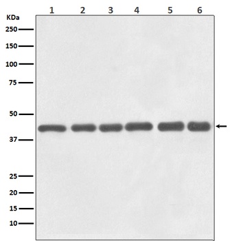 Anti-beta Actin Mouse Monoclonal Antibody(HRP Conjugated)