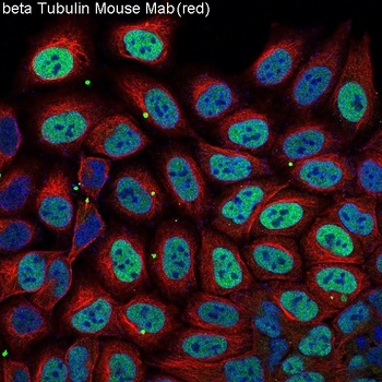 beta Tubulin Mouse Monoclonal Antibody