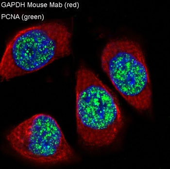 Anti-GAPDH Mouse Monoclonal Antibody
