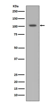 HIF-1 alpha/HIF Rabbit Monoclonal Antibody