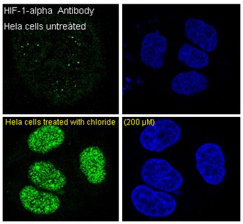 HIF-1 alpha/HIF Rabbit Monoclonal Antibody
