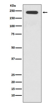 JAG1 Rabbit Monoclonal Antibody