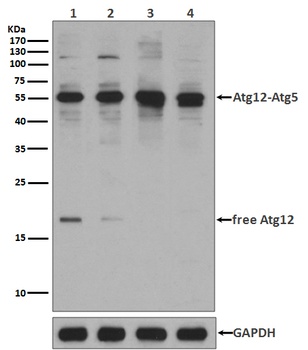 Apg12 Rabbit Monoclonal Antibody