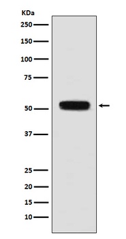 Fibulin 5 Rabbit Monoclonal Antibody